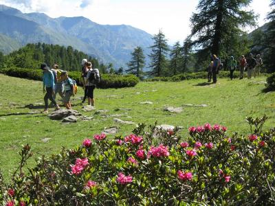 Queyras en liberté avec un âne - France