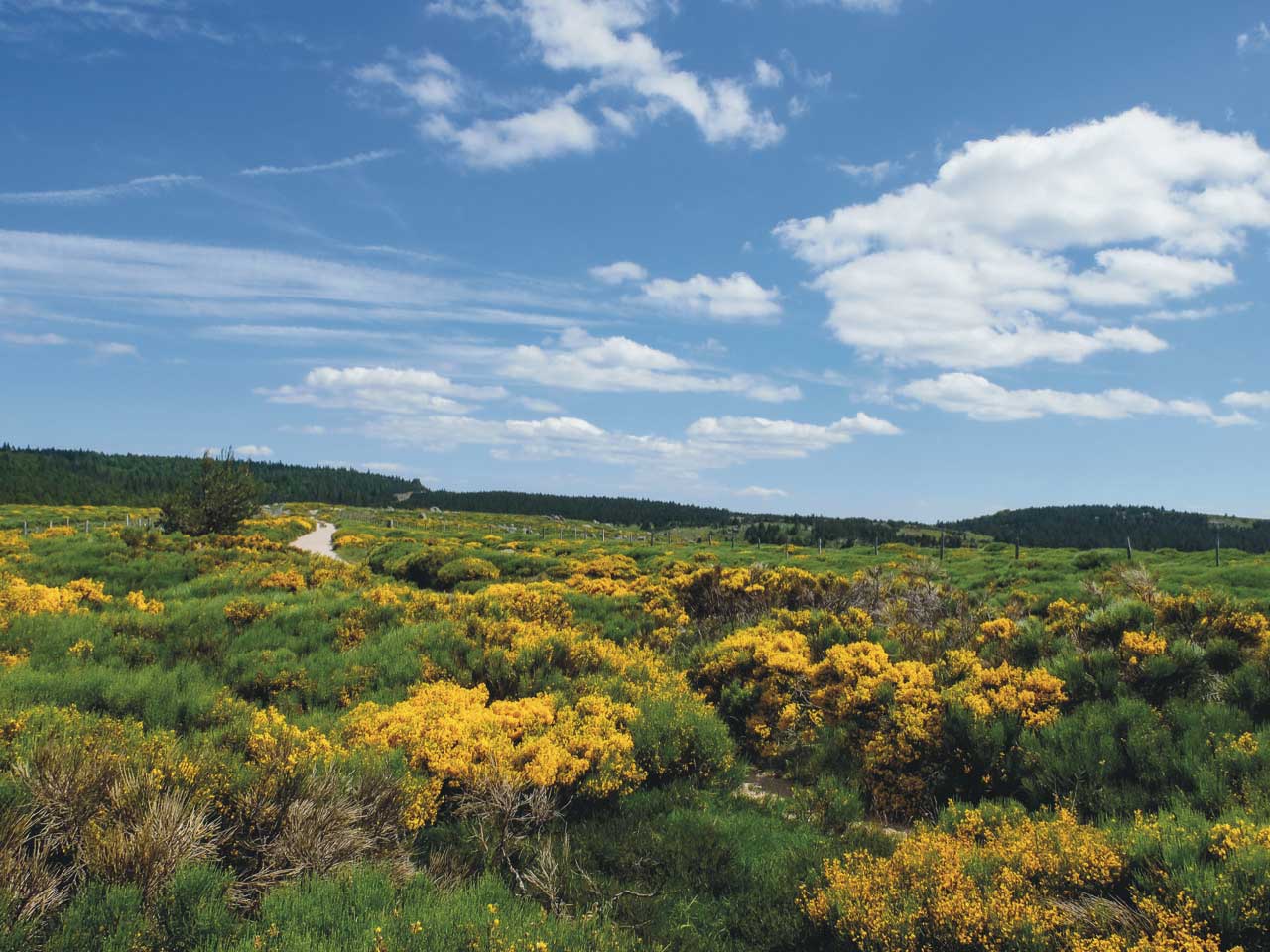Stevenson avec un âne en liberté - France