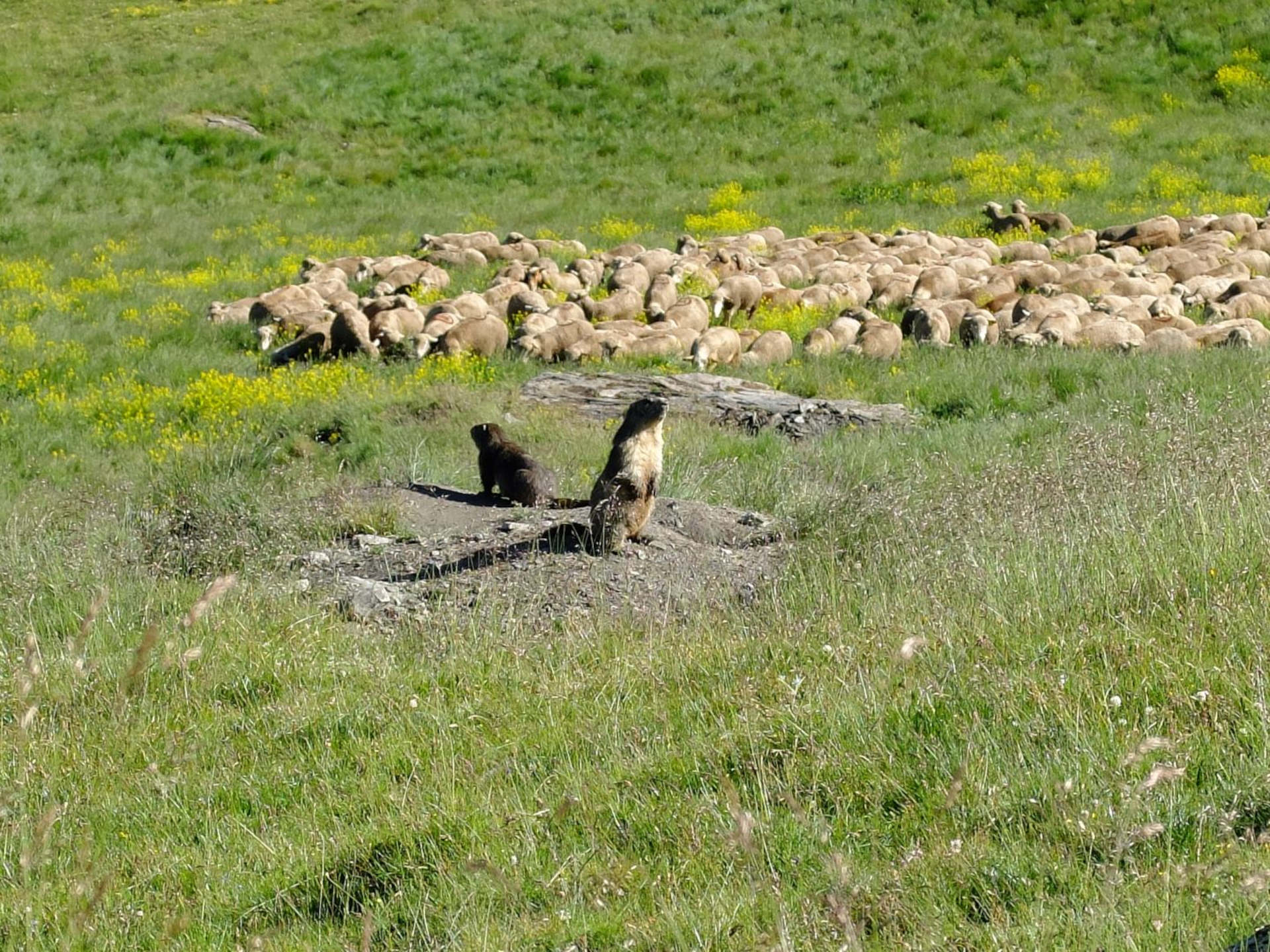 Cervières, vallée sauvage du Briançonnais à pied -65660885b56b1: /