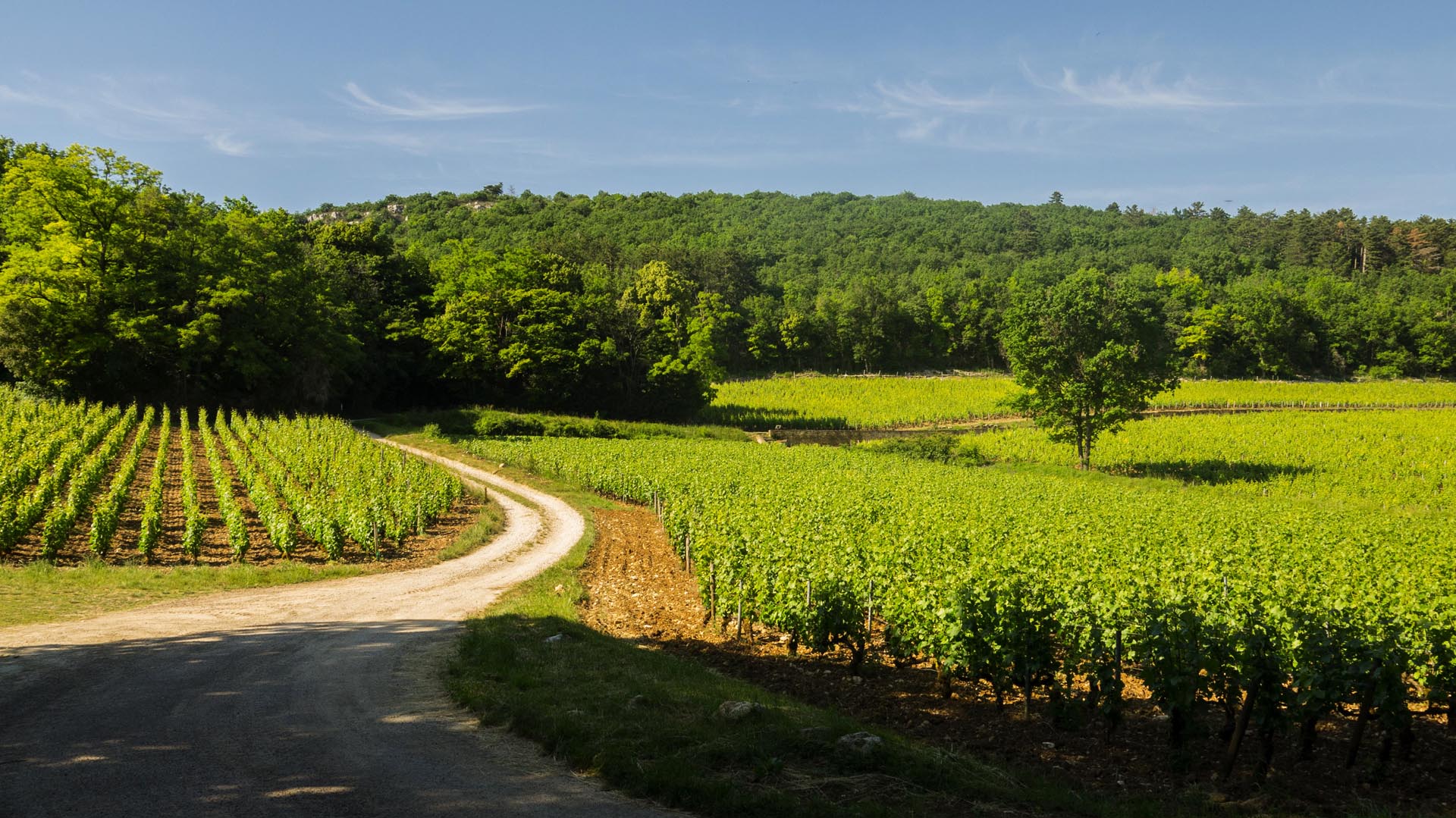 Randonnée en Côte d’Or : entre roche et vignoble -664740016d098: /