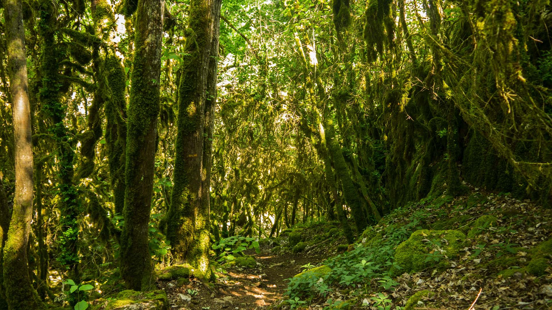 Randonnée en Côte d’Or : entre roche et vignoble -6638a642809ef: /