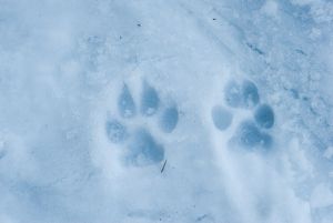 trace de loup neige