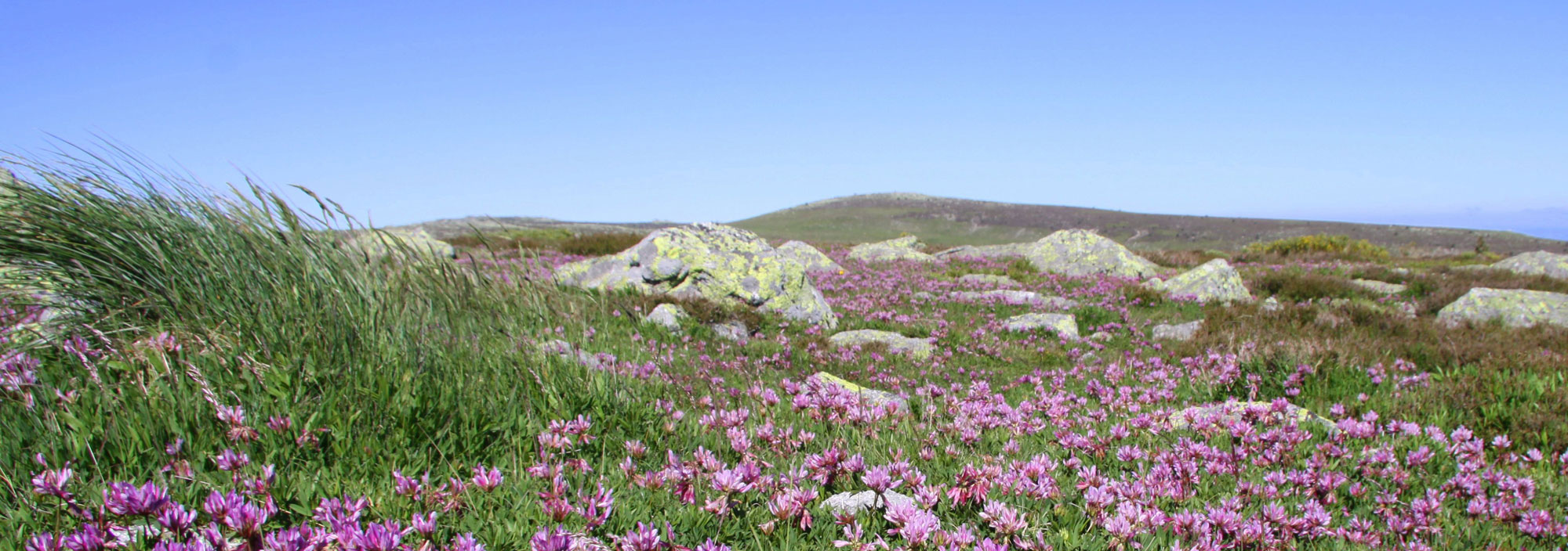 Trek - Randonnée Mont Lozère et Cévennes en étoile
