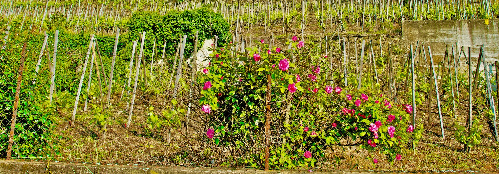 Chemin de Compostelle, de Condrieu au Puy en Velay